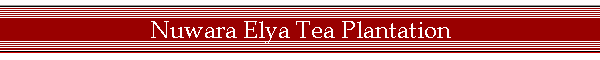 Nuwara Elya Tea Plantation